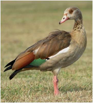 Ouette d'Egypte juvénile