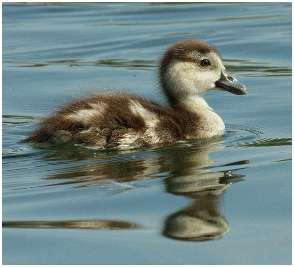 Jeune ouette d'Egypte