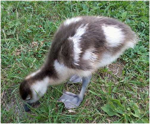 Jeune ouette d'Egypte