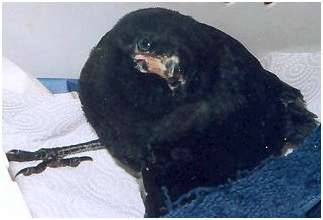Jeune corneille noire