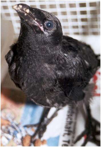 Jeune corneille noire