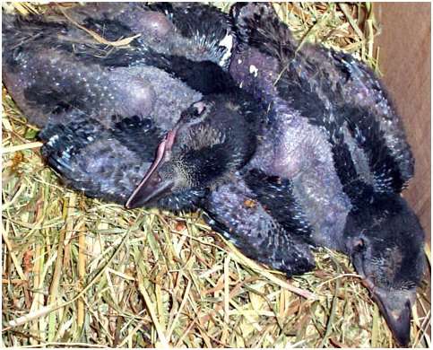 Jeunes corneilles noires