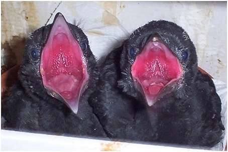 Jeunes corneilles noires