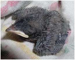 Jeune hirondelle rustique