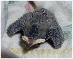 Jeune hirondelle rustique