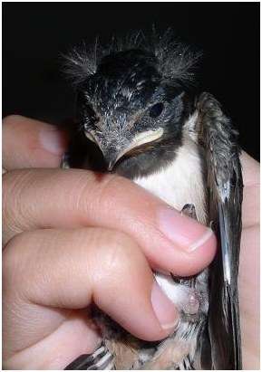 Jeune hirondelle rustique