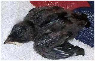 Jeune hirondelle rustique