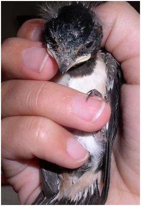 Jeune hirondelle rustique