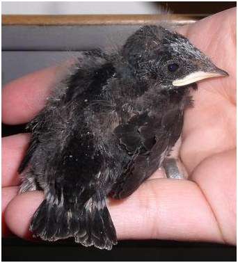 Jeune hirondelle rustique