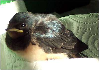 Jeune hirondelle rustique