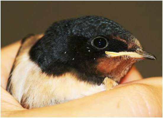 Hirondelle rustique juvénile