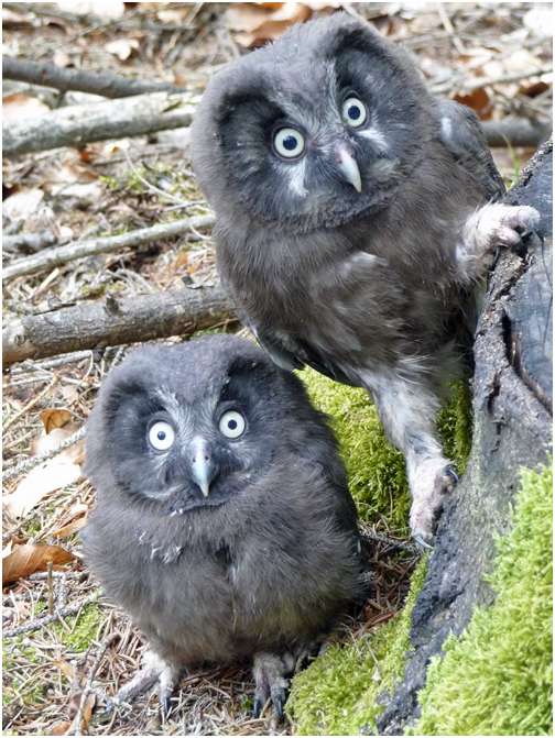 Jeunes chouettes de Tengmalm