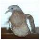 Pigeon ramier