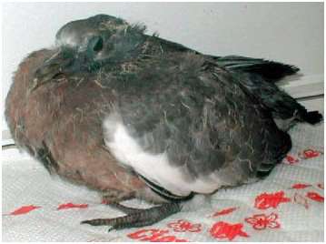 Jeune pigeon ramier