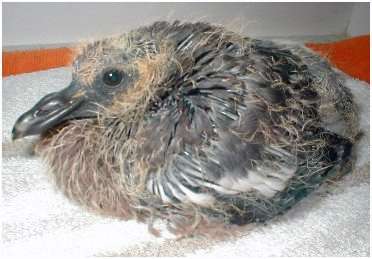 Jeune pigeon ramier