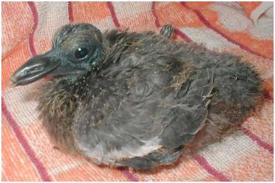 Jeune pigeon ramier