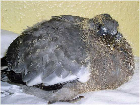 Jeune pigeon ramier