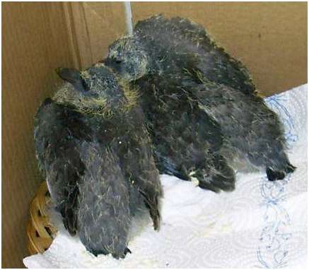 Jeunes pigeons ramiers