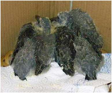 Jeunes pigeons ramiers