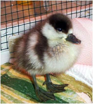 Jeune tadorne casarca