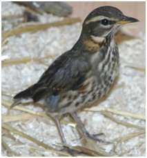 Jeune grive mauvis