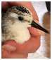 Bcasseau sanderling