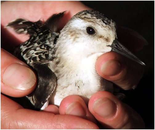 Bécasseau sanderling juvénile