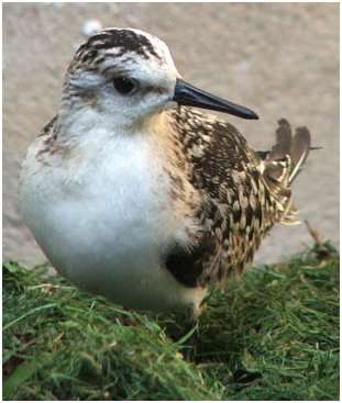 Bécasseau sanderling juvénile