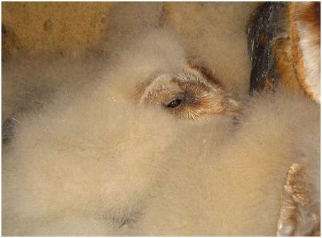 Jeune effraie des clochers