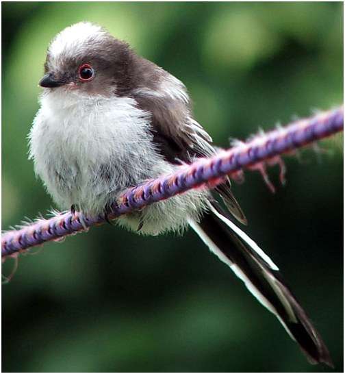 Jeune mésange à longue queue