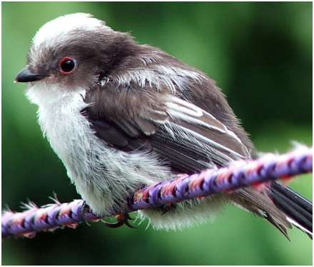 Jeune mésange à longue queue