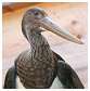 Cigogne noire