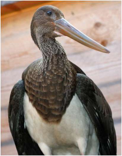 Jeune cigogne noire