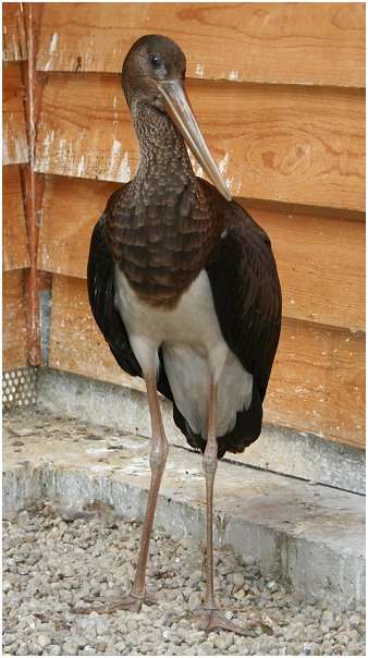 Jeune cigogne noire