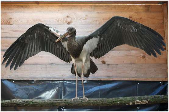 Jeune cigogne noire