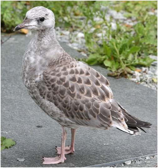 Jeune goéland argenté