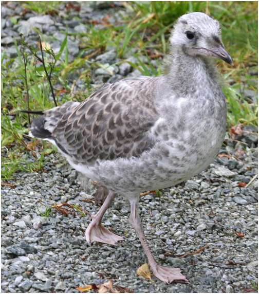 Jeune goéland argenté