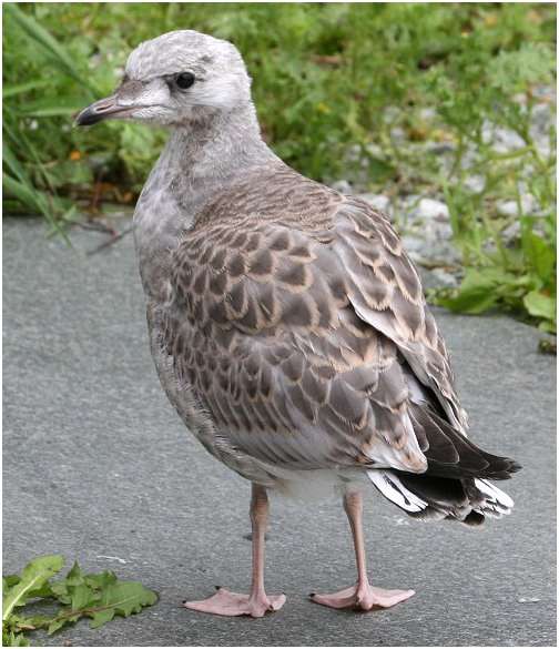 Jeune goéland argenté