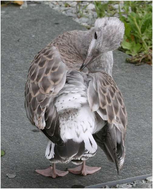 Jeune goéland argenté