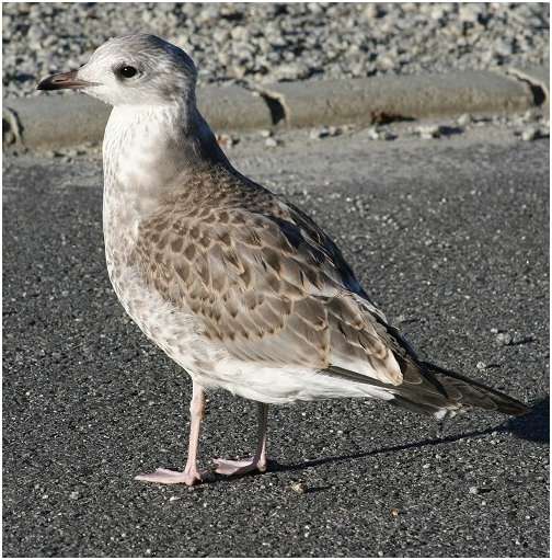 Jeune goéland argenté