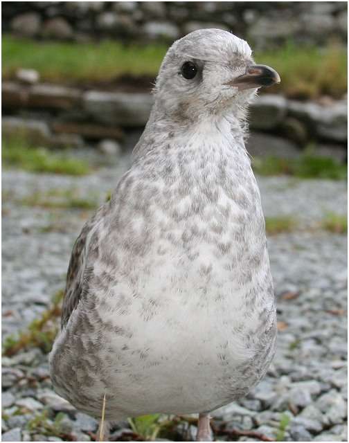 Jeune goéland argenté