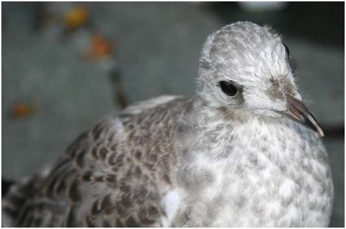 Jeune goéland argenté