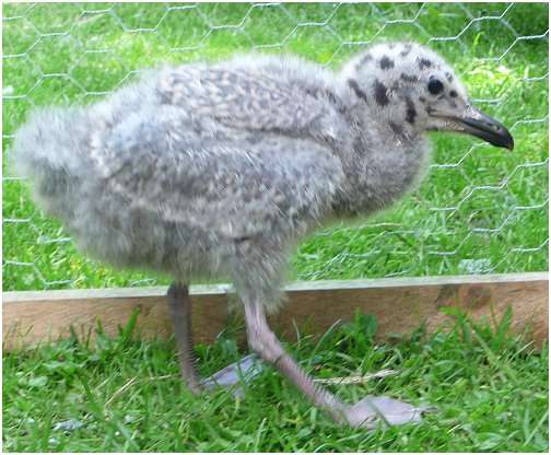 Jeune goéland argenté