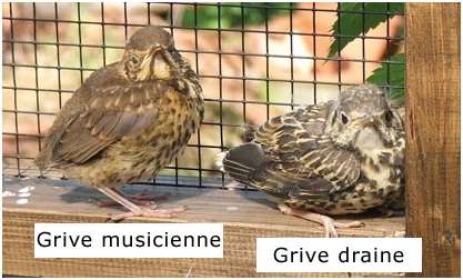 Comparaison entre une grive musicienne et une grive draine