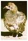 Pigeon biset fral