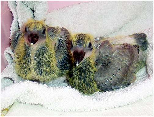 Jeunes pigeons biset
