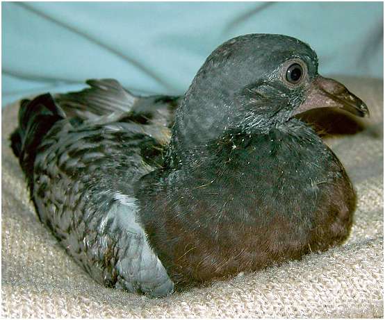 Jeune pigeon biset
