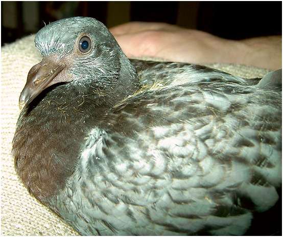 Jeune pigeon biset