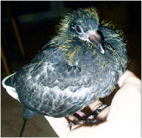 Jeune pigeon biset