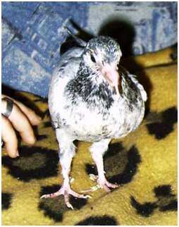 Jeune pigeon biset
